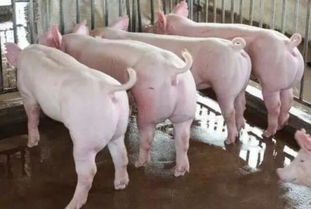 如何通过猪苗质量提升育肥效率，成为降本增效的总开关？