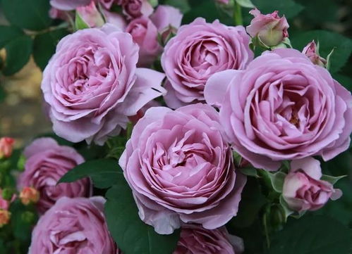 月季花开的秘密