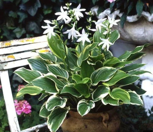室内观花植物是指适合在室内环境中生长并开花的植物