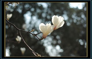 玉兰的美丽之谜：落叶玉兰与白玉兰的异同