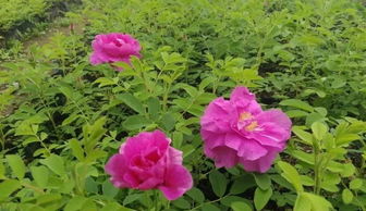 花苗培育种植基地：大自然的播撒机