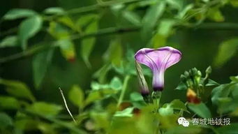 种植后的注意事项