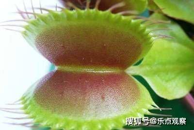 奇特的食肉植物大揭秘