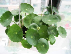 铜钱草的温暖之家：蕞适宜的生长温度揭秘