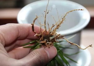 换盆禁忌：三种致命错误