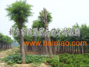 山西风光，绿意盎然