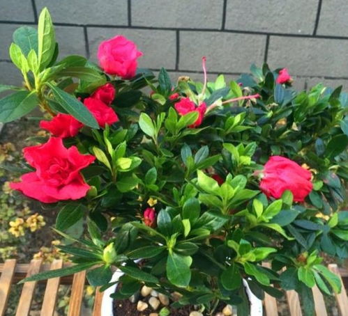 杜鹃花如何修剪才能保持最佳生长状态和花朵繁盛