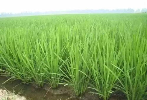 扬花末期， 那是个关键