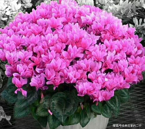 冬季的温暖——仙客来篇