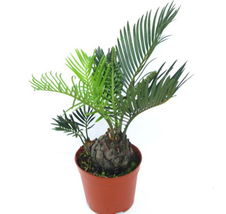 铁树开花，吉祥降临