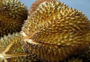 挑榴莲甜又香？掌握这几个技巧