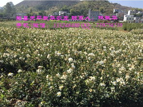 大果红花油茶VS岑溪软枝油茶：哪个品种更胜一筹？