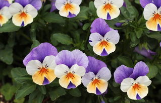 法国国花背后的故事