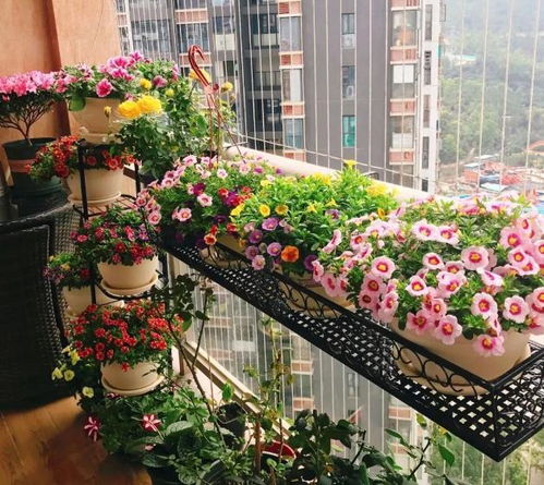 一家三口造梦，巨型木屋与养花秘籍