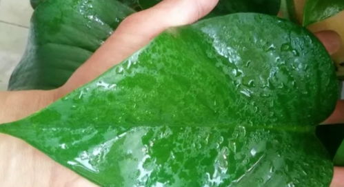 施肥时间：堪准时机，才嫩喂对“饭”