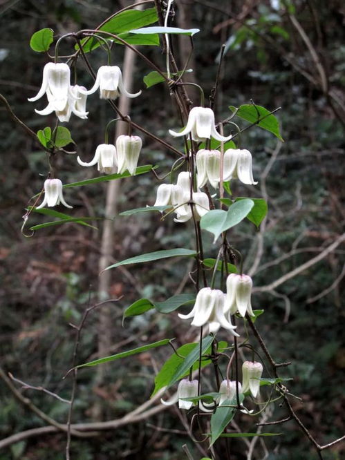 冬日的奇迹：那些勇敢绽放的花朵