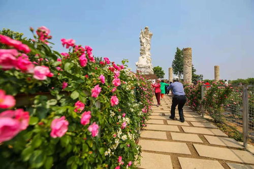 玫瑰、月季：湖北的美丽使者