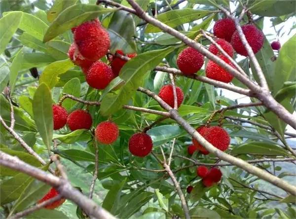 杨梅子播种，存活率低怎么办？全流程避坑，降本75%，提高出苗率！