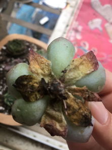 多肉植物枯萎了怎么办？如何挽救