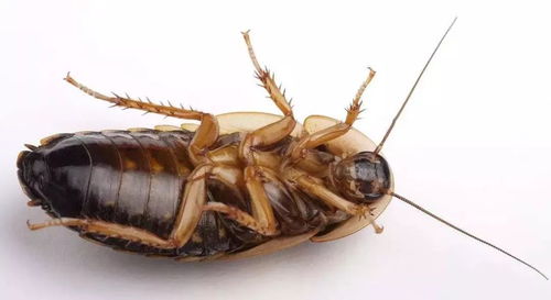蟑螂为什么既是害虫又成为杀虫剂，同时还要装死逃避天敌呢？