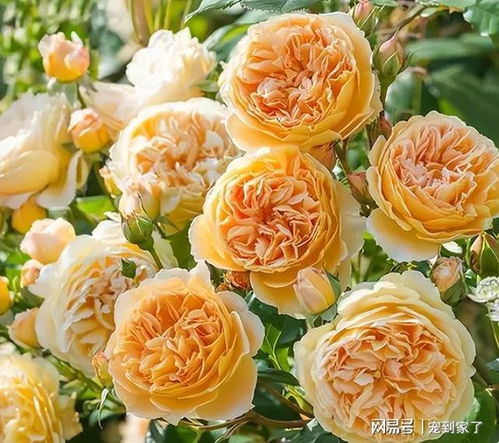 适合北方种植吗？