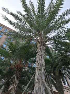 景观树的用途和种植方法