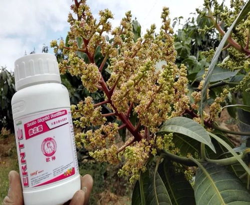 施肥要充足，但要适度