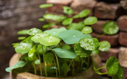 广州白云区某苗圃的对比试验
