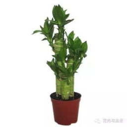 水培莲花竹开叉技巧，如何巧妙一分为二