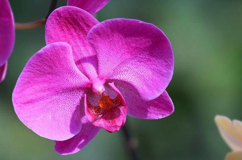 养植的乐趣：蝴蝶兰的绽放