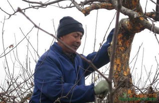 (一)细数引发澳洲坚果树流胶病的原因，分为侵染性病因和非侵染性病因两方面因素。