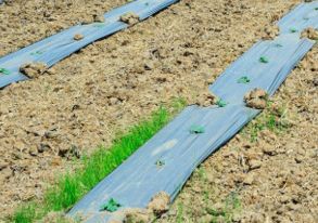 对比表格 | 不同处理方式发芽时间