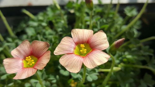 远志花开， 浇水之谜