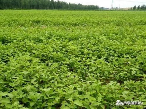 桔梗种植技术成熟，亩收益可观