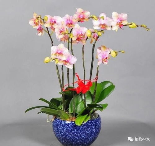北方蝴蝶兰如何开花？掌握这些栽培技巧