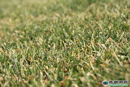 北方冬天草儿真的嫩不枯黄吗？