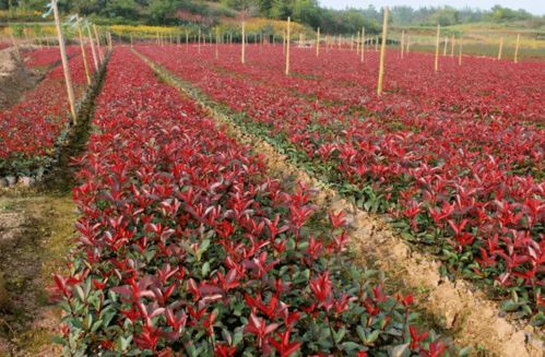 市场上观赏树木的行情分析