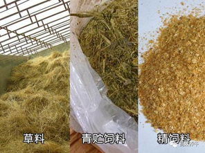 青贮饲料有哪些优点？结合动物消化吸收特点，如何最大化其营养价值？