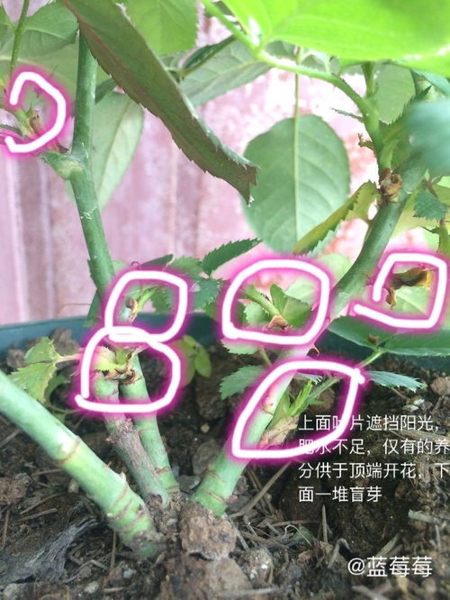 先来kankan灌木型月季