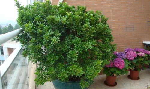 修剪的时机，你把握住了吗？