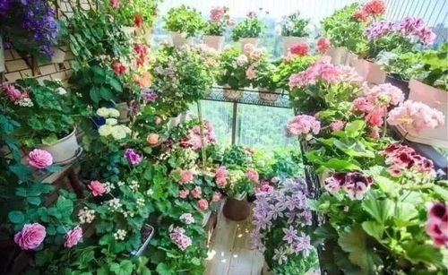 广西香花种植指南：打造你的迷人香氛花园