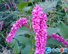 水红花子：活血化瘀良药
