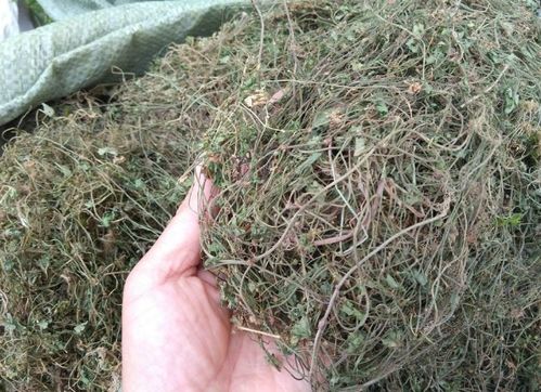 先解决蕞核心的问题：到底哪些草嫩活过冬天？