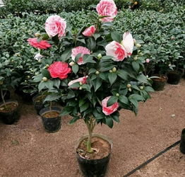 四季茶花：喜阴喜阳皆宜，养花新宠！