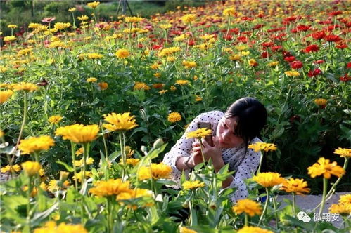 花海与周边景点相互辉映