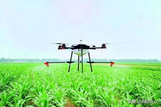 秧苗移植后喷农药的学问大着呢！