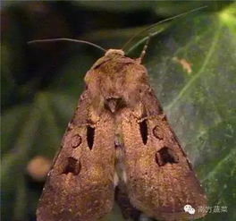 牛皮蝇蛆病是牛皮蝇幼虫寄生于牛体引起的寄生虫病