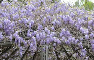 冬季修剪：防寒保暖