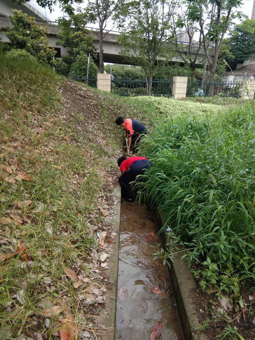 探寻常州市的花叶蔓绿毯宝藏地