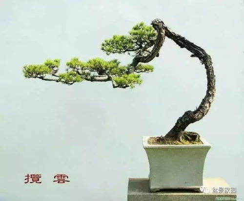 盆景枝条太长怎么办？如何巧妙修剪